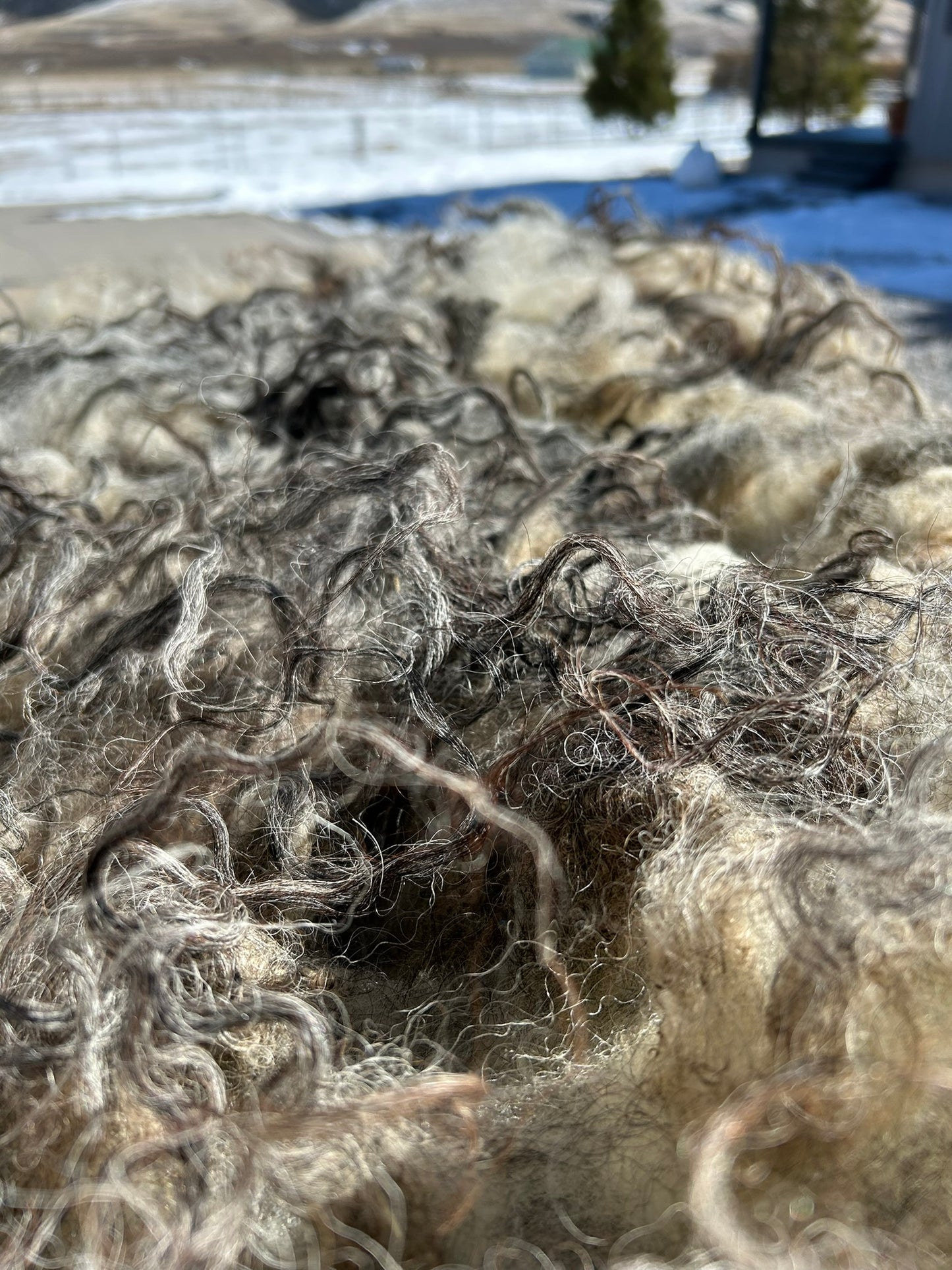 Icelandic Raw Fleece "Widow"