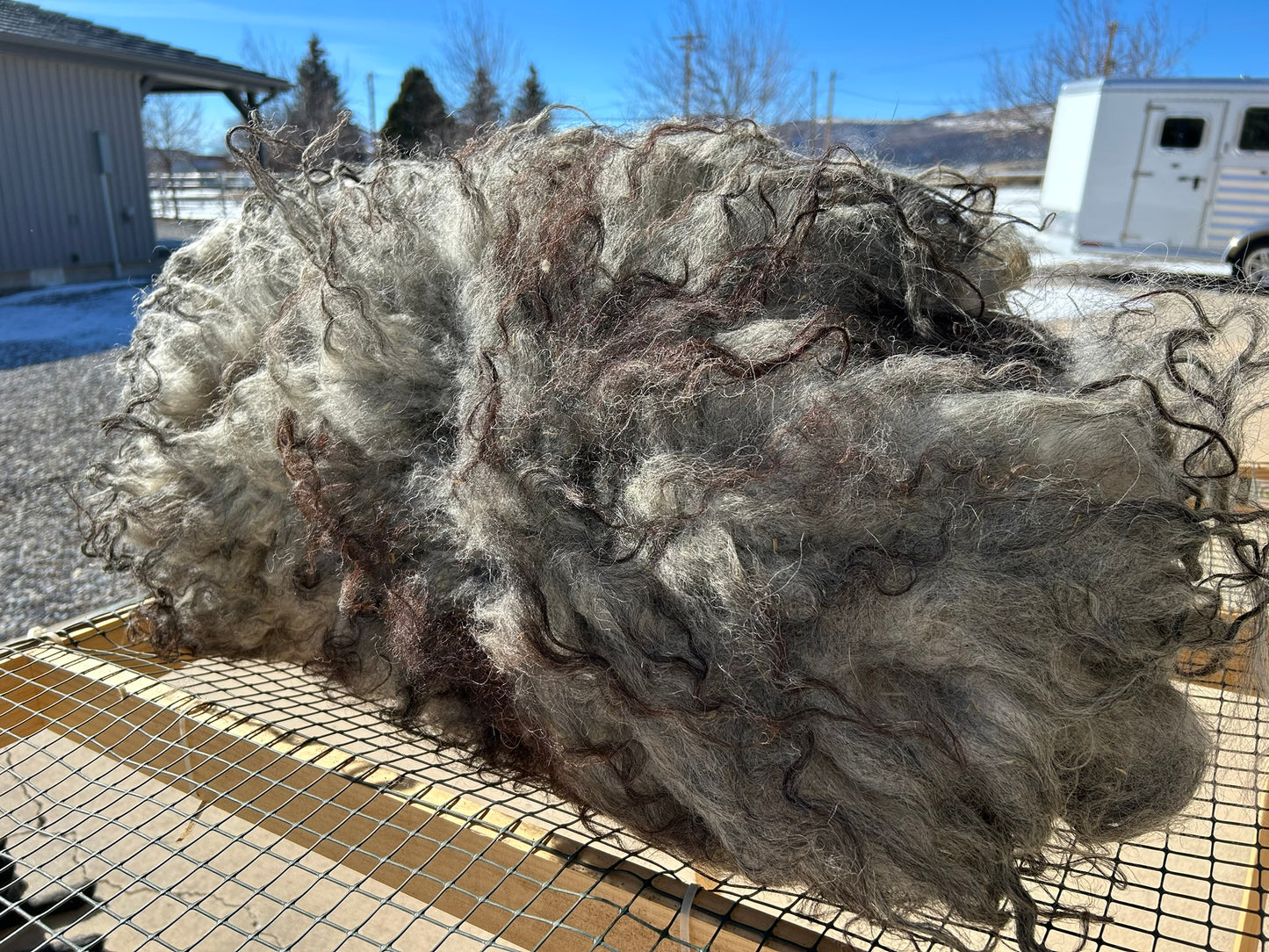 Icelandic Raw Fleece "Widow"