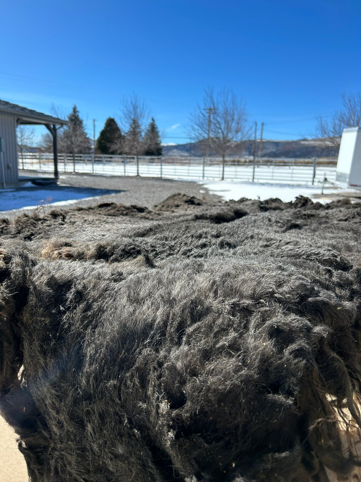 Icelandic Raw Fleece "Amazon"